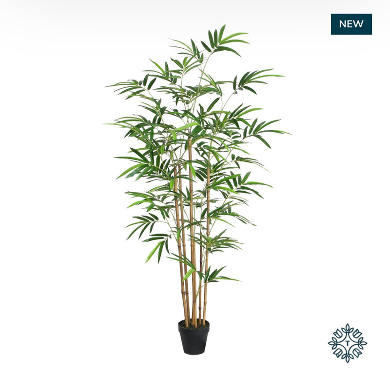 Bamboo real stem black pot 150cm