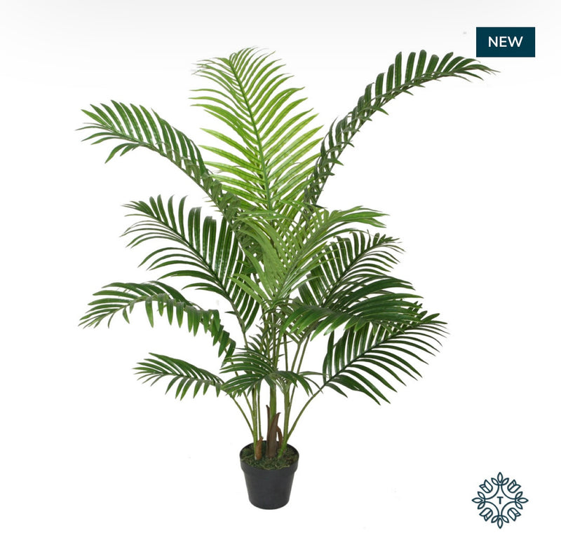 Areca palm black pot 120cm