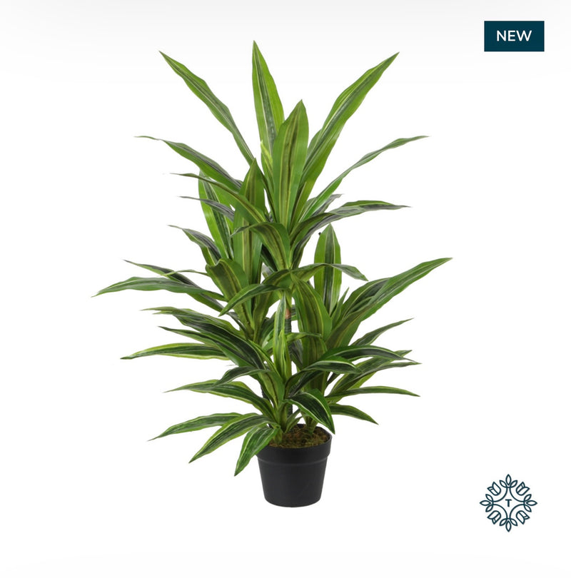 Dracaena black pot 90cm