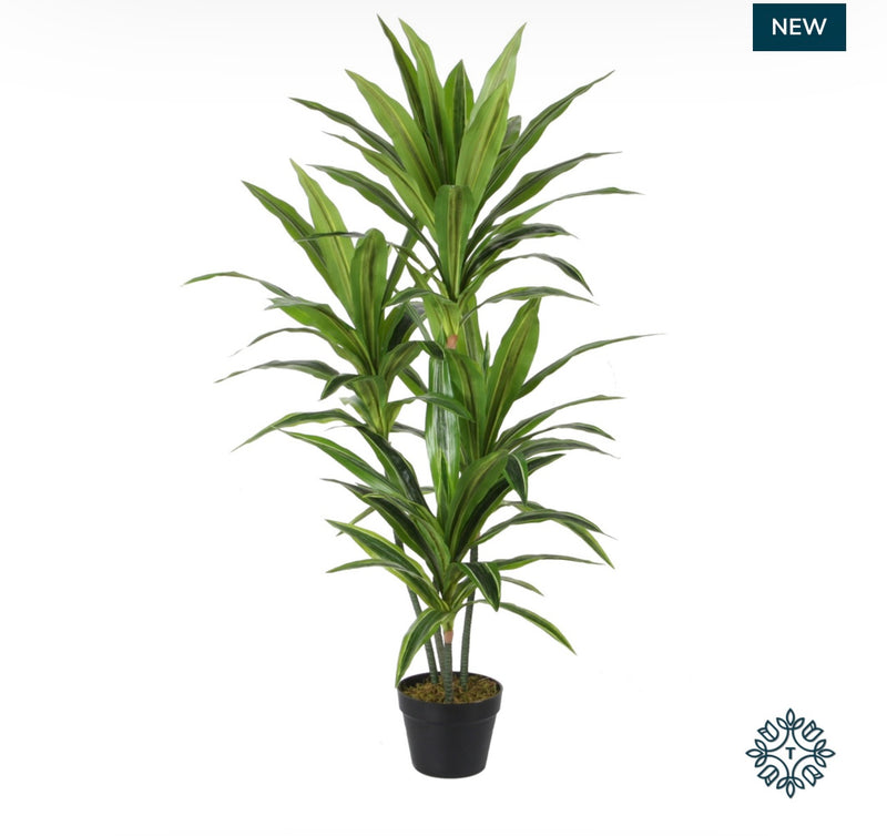 Dracaena black pot 120cm