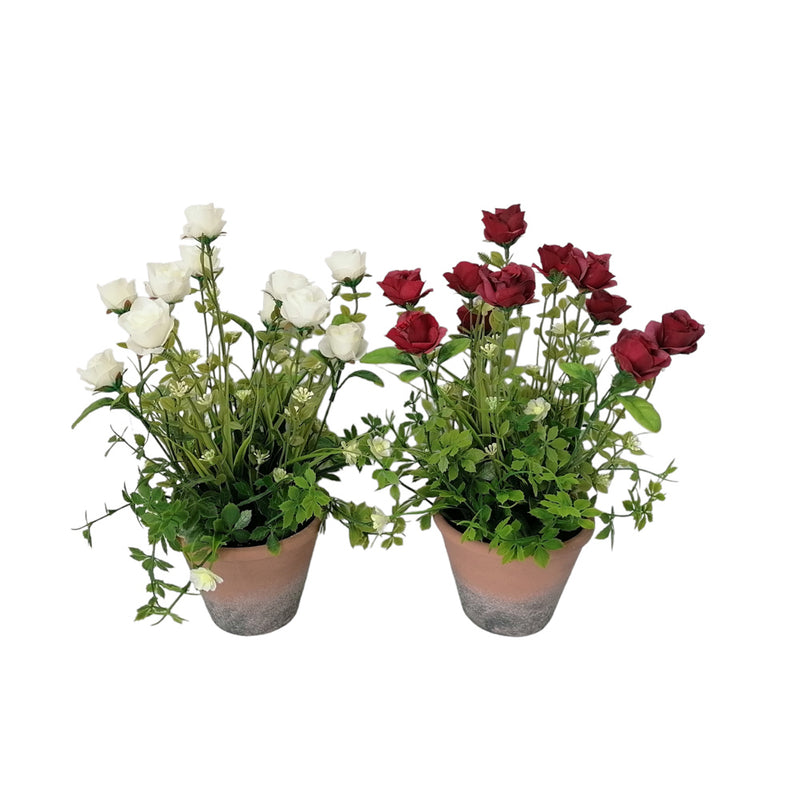 Potted Roses White/red