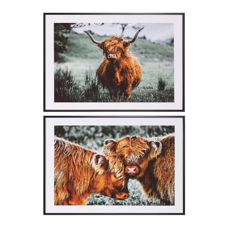 Framed Print Highland Cow 40 X 50cm 2 Asst
